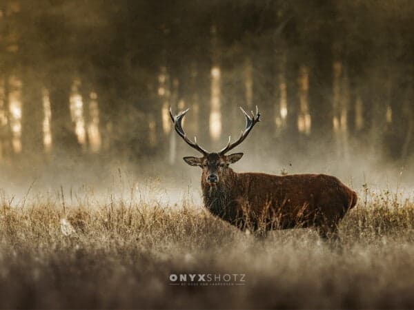The Monarch