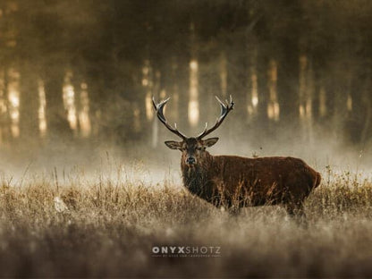 The Monarch
