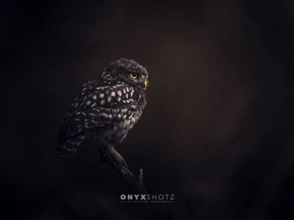 The Monarch