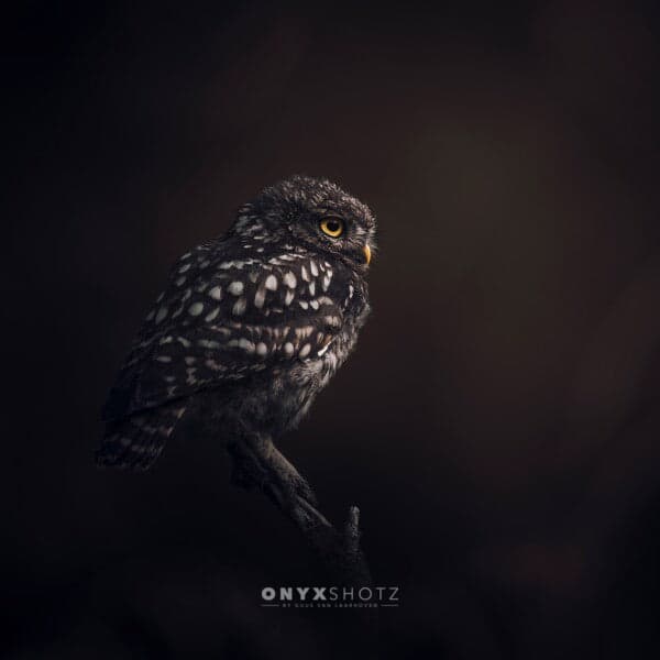 The Monarch