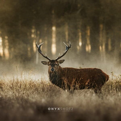 The Monarch