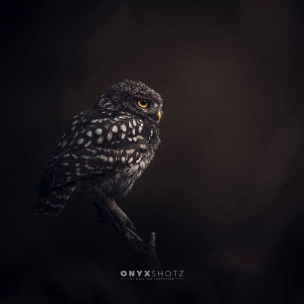 The Monarch