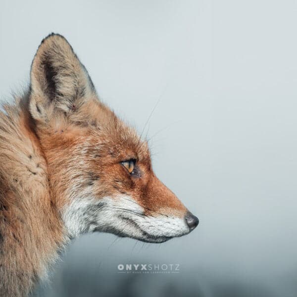 Feral Grace | Acrylglas op aluminium