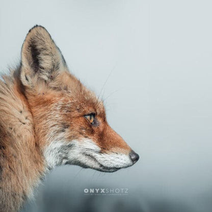 Feral Grace | Acrylglas op aluminium