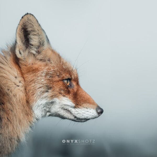 Feral Grace | Acrylglas op aluminium