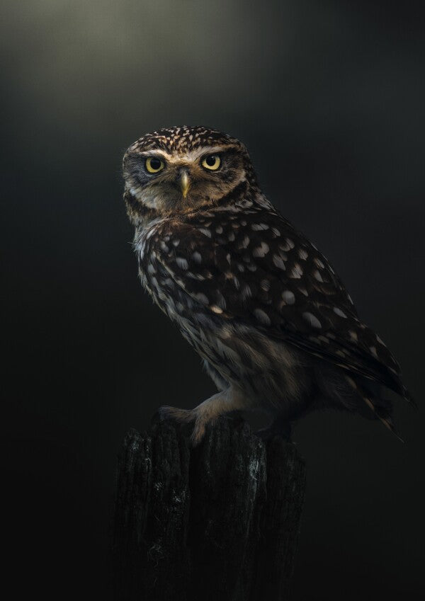 Poster "Eyes of the Night"