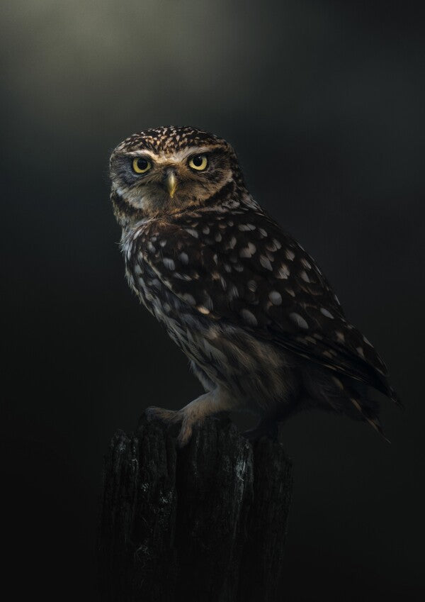 Poster "Eyes of the Night"