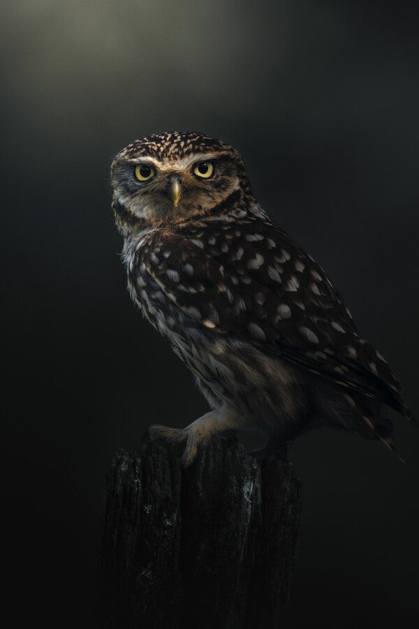 Poster "Eyes of the Night"