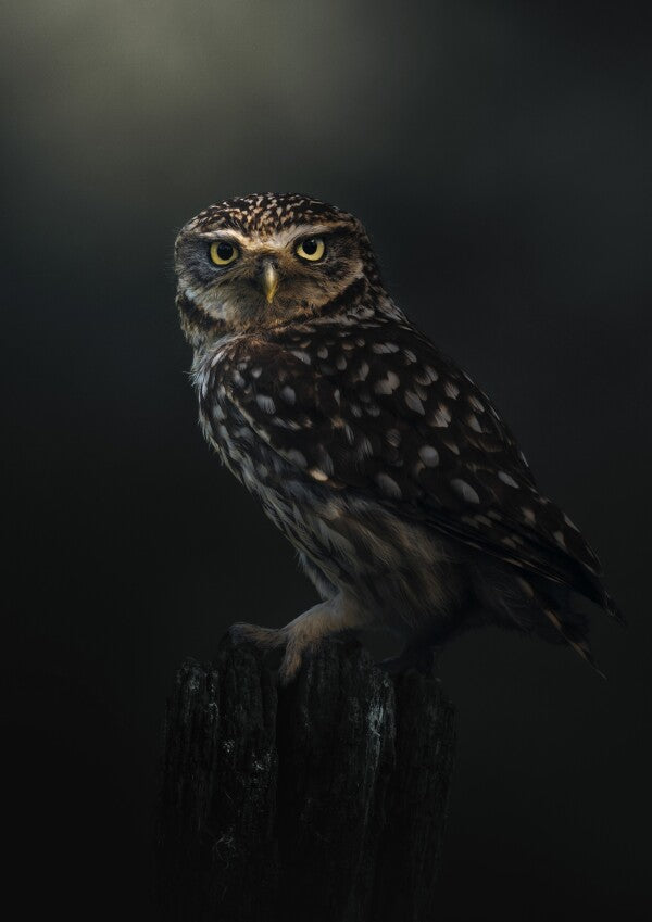 Poster "Eyes of the Night"