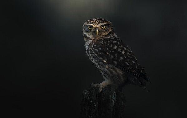 Foto in lijst "Eyes of the Night"