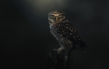 Foto in lijst "Eyes of the Night"