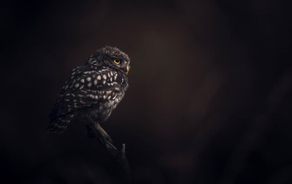 Foto in lijst "Silent Watcher"