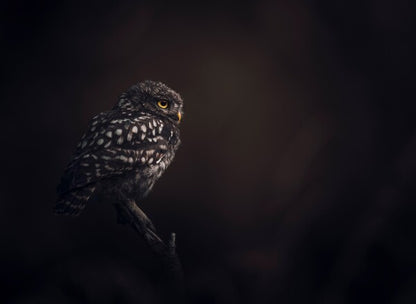 Foto in lijst "Silent Watcher"