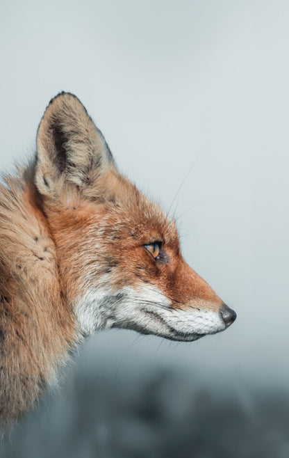 Foto in lijst "Feral Grace"