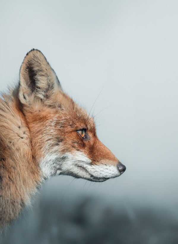Foto in lijst "Feral Grace"