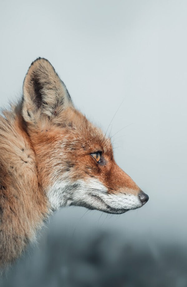 Foto in lijst "Feral Grace"
