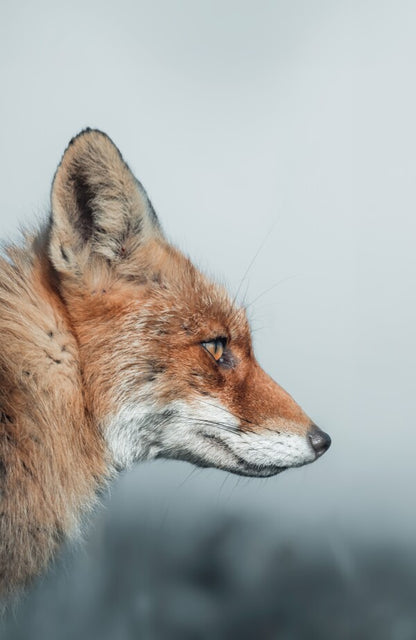 Foto in lijst "Feral Grace"