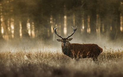 Foto in lijst "The Monarch"