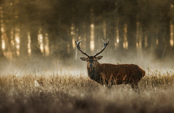 Foto in lijst "The Monarch"