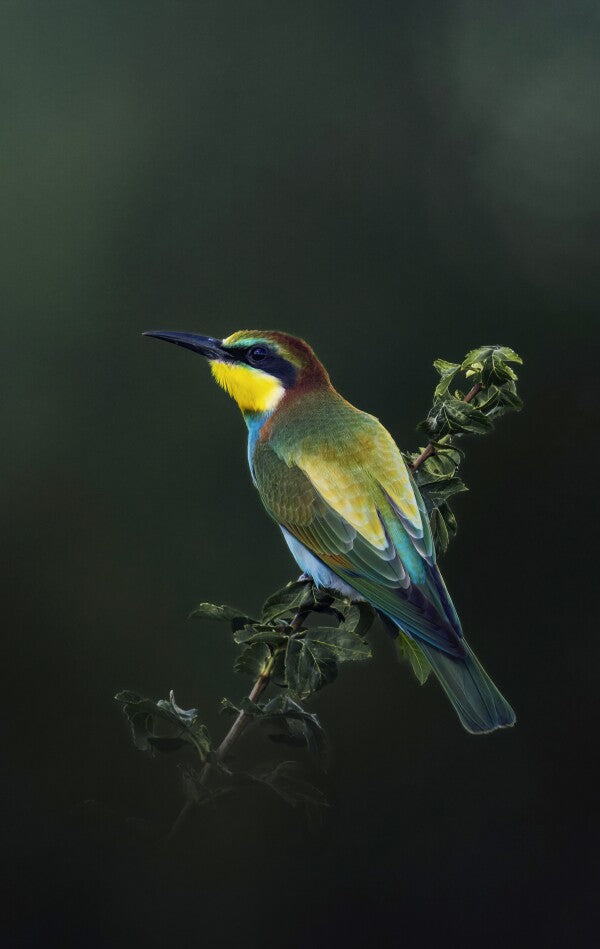 Foto in lijst "Painted by Nature"