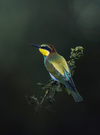 Foto in lijst "Painted by Nature"