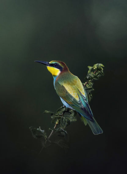 Foto in lijst "Painted by Nature"