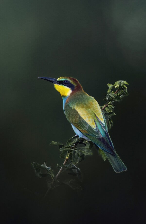 Foto in lijst "Painted by Nature"