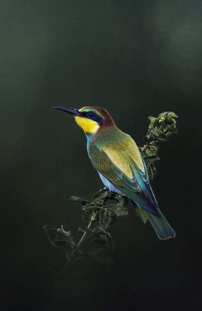 Foto in lijst "Painted by Nature"