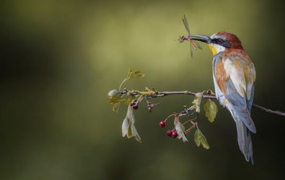 Foto in lijst "Colorful Catch"