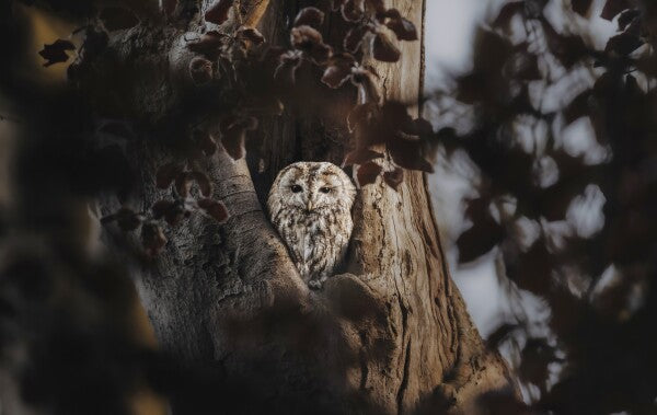 Foto in lijst "Hidden in the Woods"