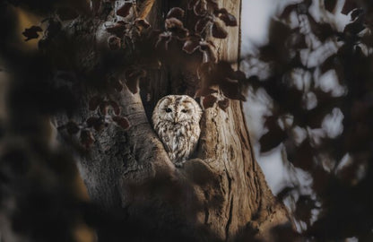 Foto in lijst "Hidden in the Woods"