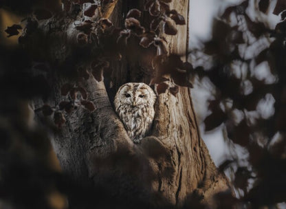 Foto in lijst "Hidden in the Woods"
