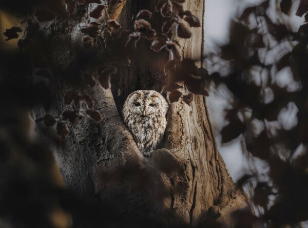 Foto in lijst "Hidden in the Woods"