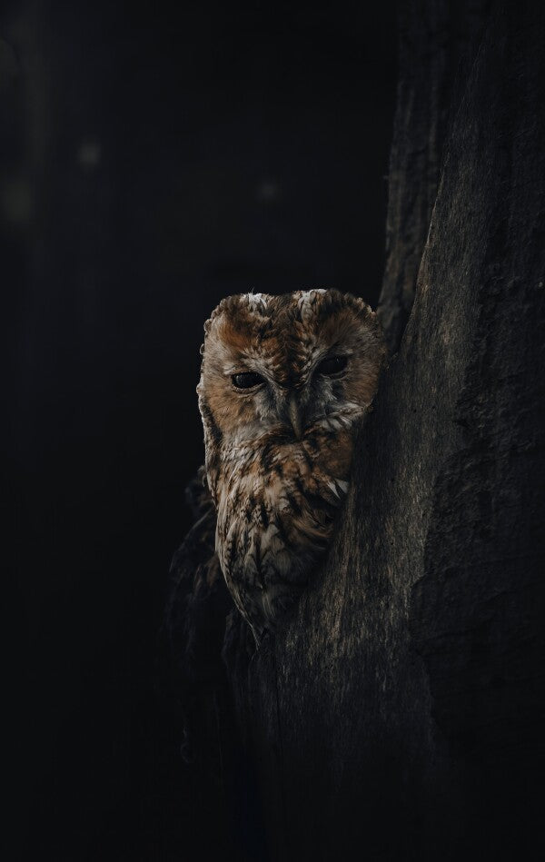 Foto in lijst "Overshadowed"