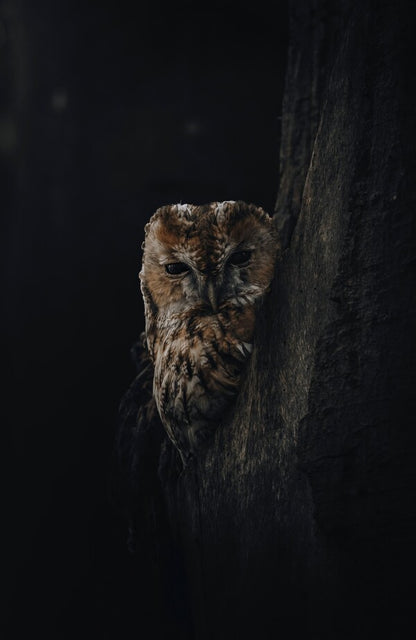 Foto in lijst "Overshadowed"