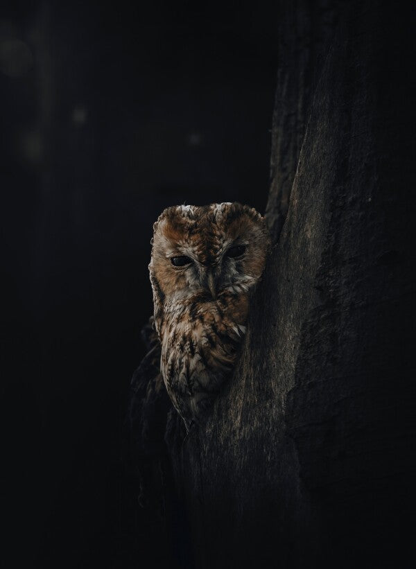 Foto in lijst "Overshadowed"