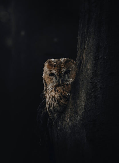 Foto in lijst "Overshadowed"