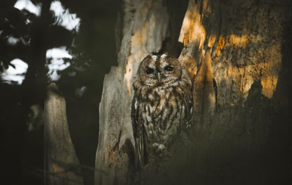 Foto in lijst "Spirit of the Forest"