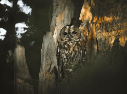 Foto in lijst "Spirit of the Forest"