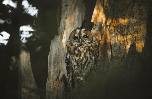 Foto in lijst "Spirit of the Forest"