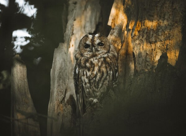 Foto in lijst "Spirit of the Forest"