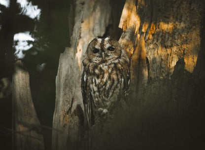 Foto in lijst "Spirit of the Forest"