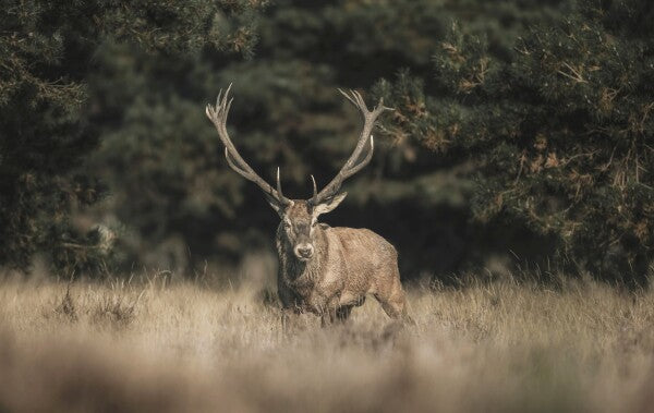 Foto in lijst "Forest Sentinel"