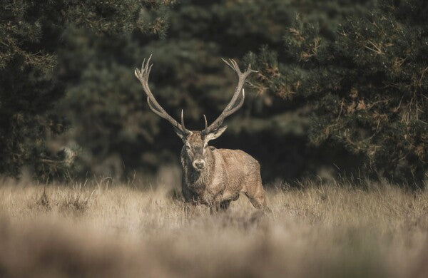 Foto in lijst "Forest Sentinel"