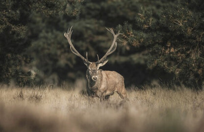 Foto in lijst "Forest Sentinel"