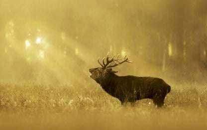 Foto in lijst "Golden Roar"