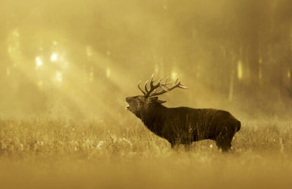 Foto in lijst "Golden Roar"