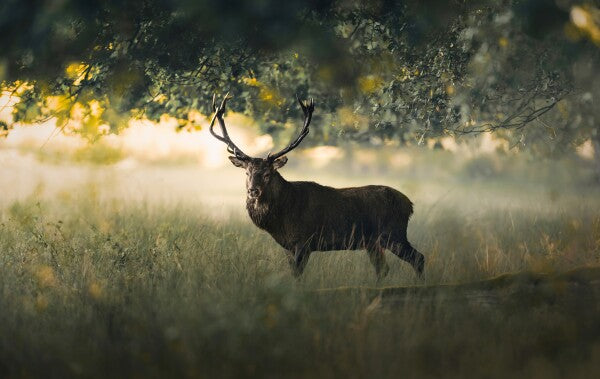 Foto in lijst "Morning Light"