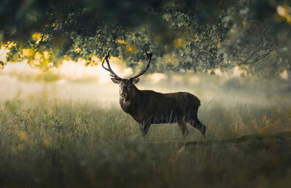 Foto in lijst "Morning Light"