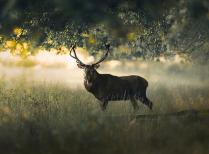 Foto in lijst "Morning Light"